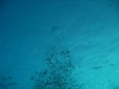 Free dive / SCUBA dive :: Harris Georgiou, Copyright (c) 2008-2011, Licenced under CC BY-ND (Attribution-NoDerivs)